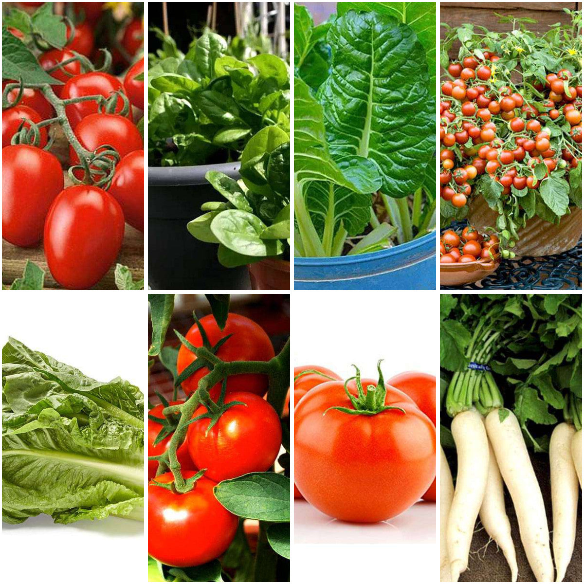 Pack of 8: Salad Garden Seeds – Tomato, Lettuce & Spinach Varieties