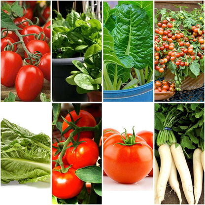 Pack of 8: Salad Garden Seeds – Tomato, Lettuce & Spinach Varieties