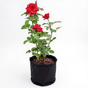 Rose Mixed - 10" Grow bag