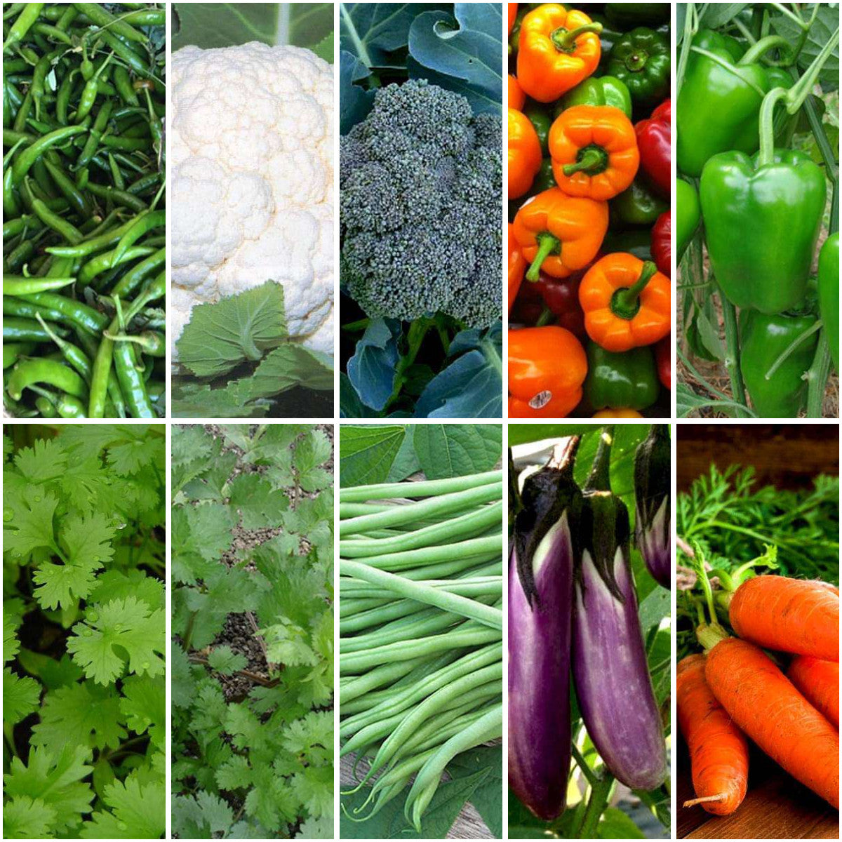 Pack of 12: Indian Kitchen Garden Seeds – Chilli, Coriander & More