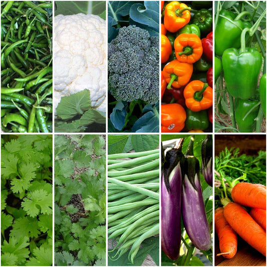 Pack of 12: Indian Kitchen Garden Seeds – Chilli, Coriander & More