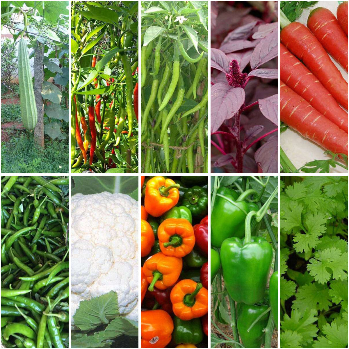 Pack of 10: Asian Kitchen Garden: Chilli, Capsicum & Veggie Seeds Bundle
