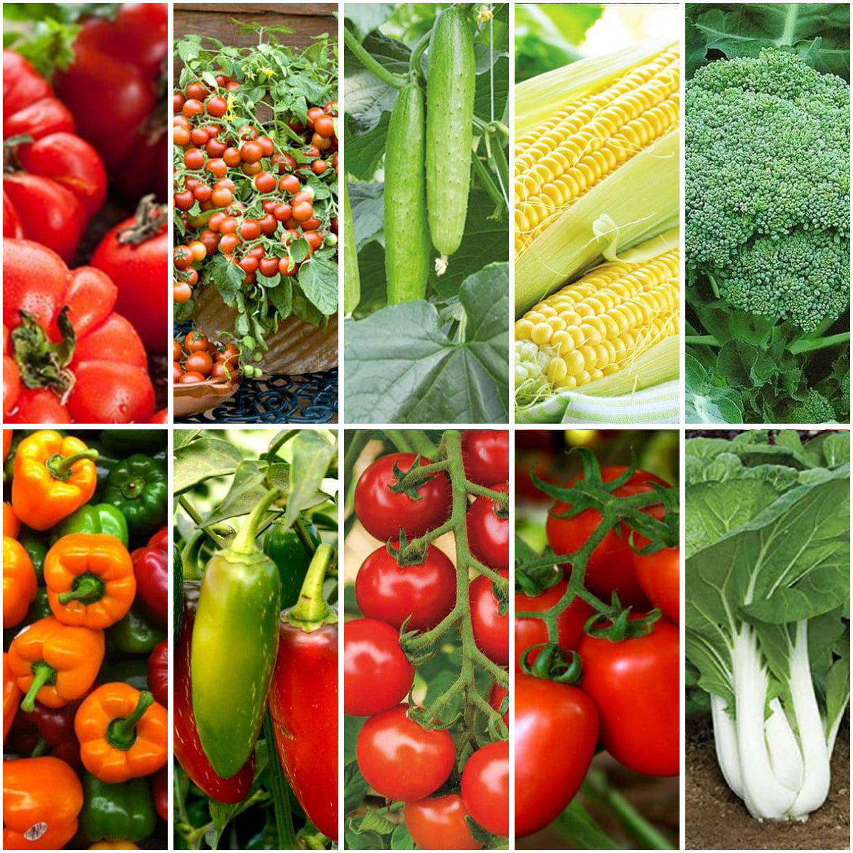 Pack of 15: High-Yield Hybrid Veggie Seeds — Tomato, Bhindi & More