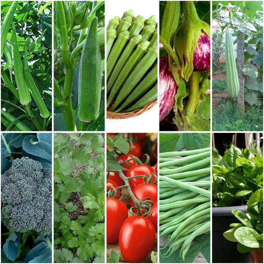 Pack of 12: Desi Heirloom Veggie Seeds – Okra, Brinjal, Tomato & More