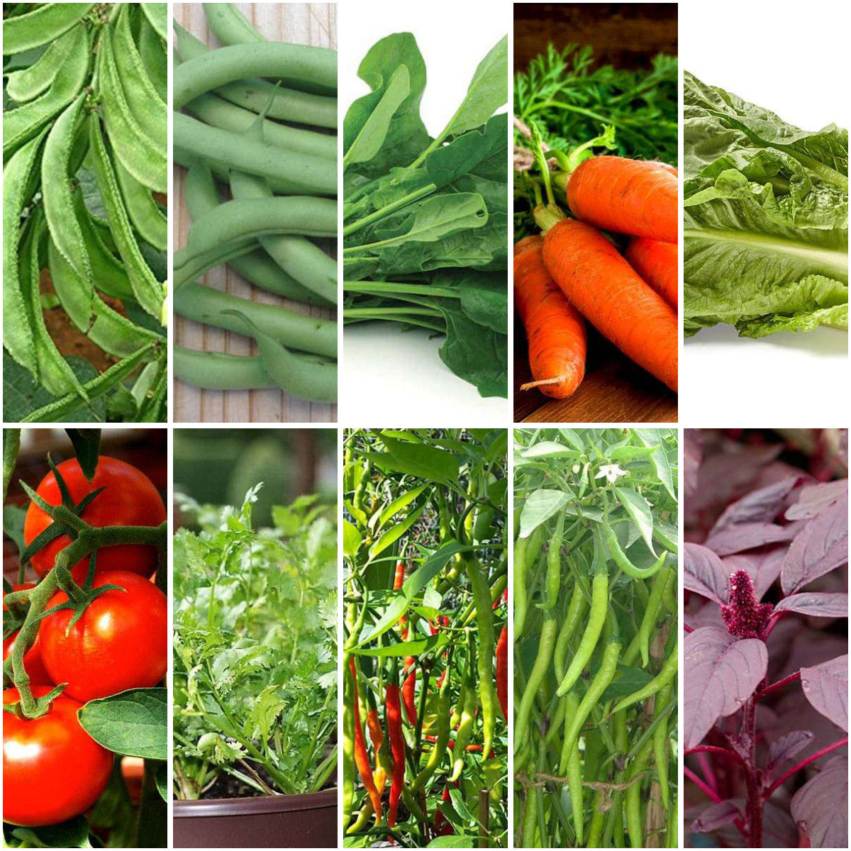 Pack of 12: Grow Sem Phali, Tomato & More – Summer Veggie Seeds Kit