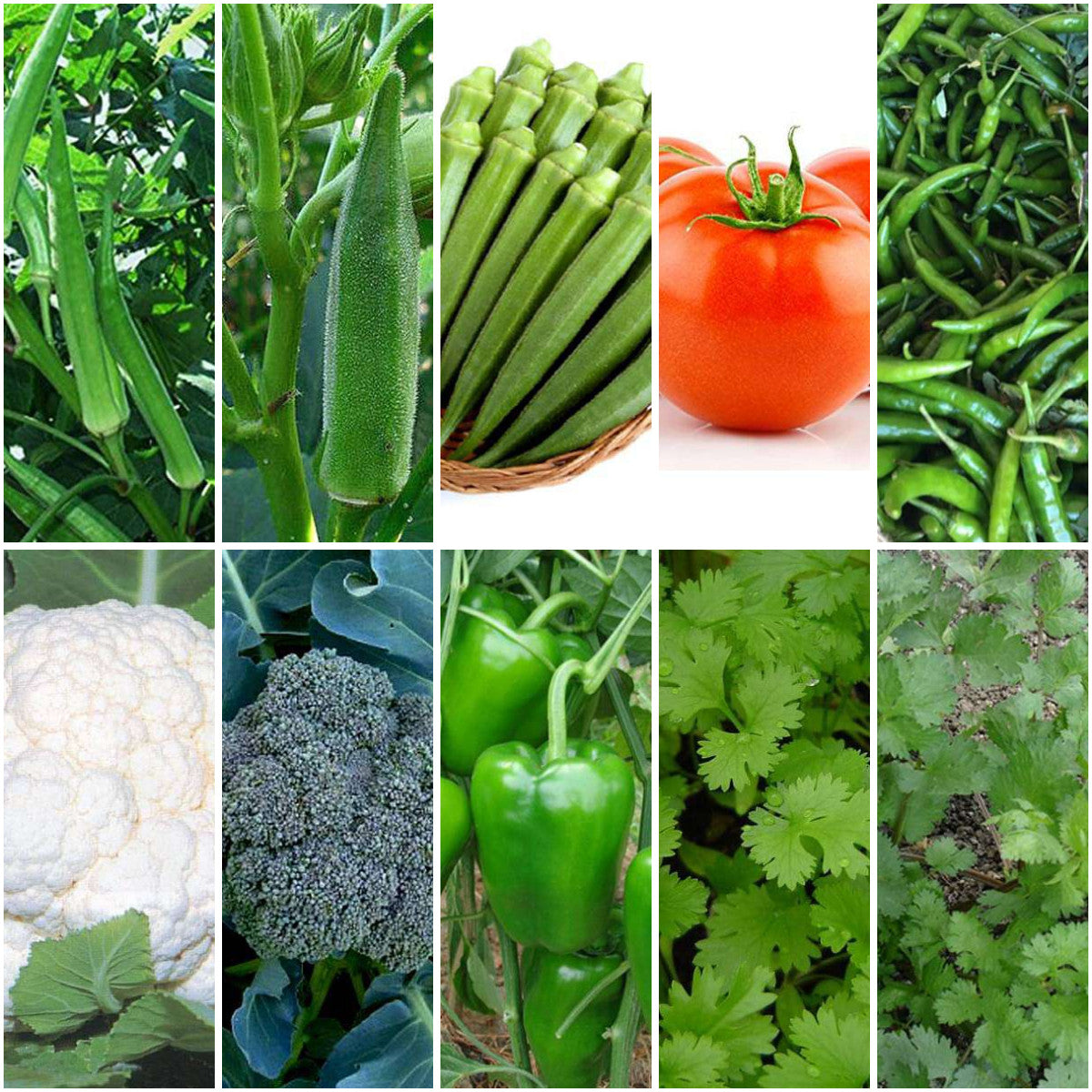Pack of 12: Winter Kitchen Garden Seeds – Tomato, Cauliflower & More