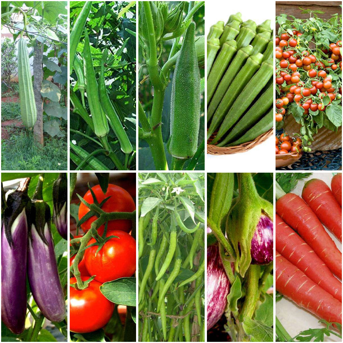Pack of 10: Monsoon Vegetable Seeds – Okra, Brinjal, Tomato & More