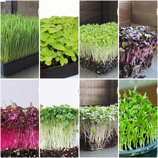 Pack of 8: Microgreens Starter Pack – Wheatgrass, Basil, Broccoli & More