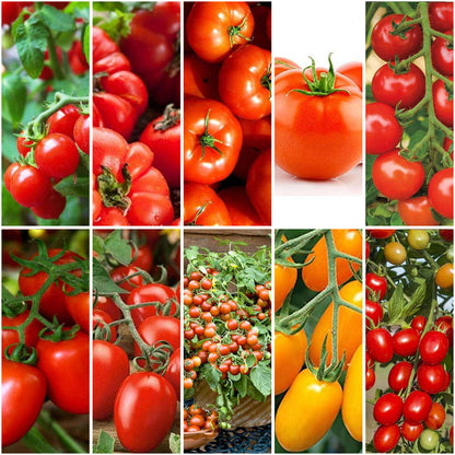 Pack of 10: Grow Every Tomato: Cherry, Heirloom & Desi Seeds Collection