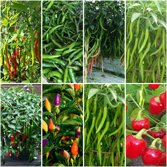 Pack of 8: Chilli Lover's Seed Pack – Jwala, Hybrid & Ornamental Varieties