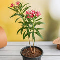 Oleander Red - 6" Pot