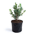 Buxus Microphylla Japonica - 10" Grow bag