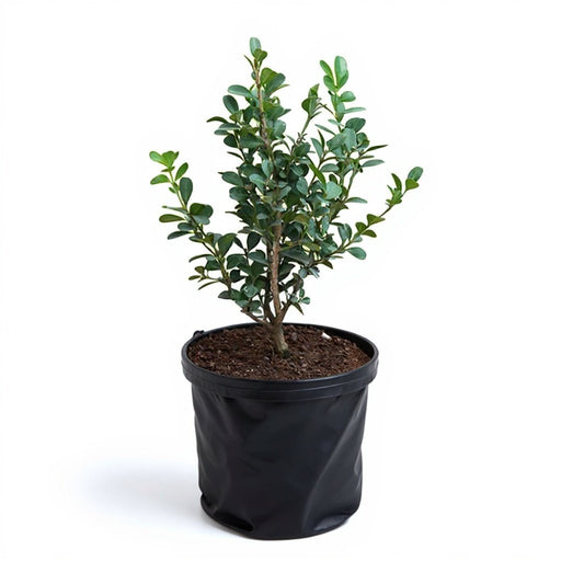 Buxus Microphylla Japonica - 10" Grow bag