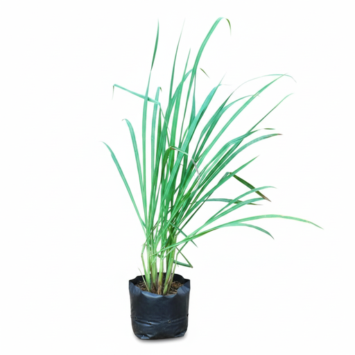 Lemongrass - 6" Grow bag