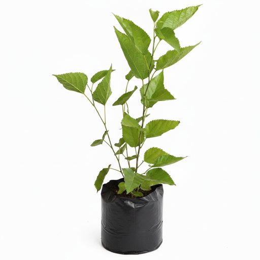 Mulberry Big Leaves - 10" Grow bag