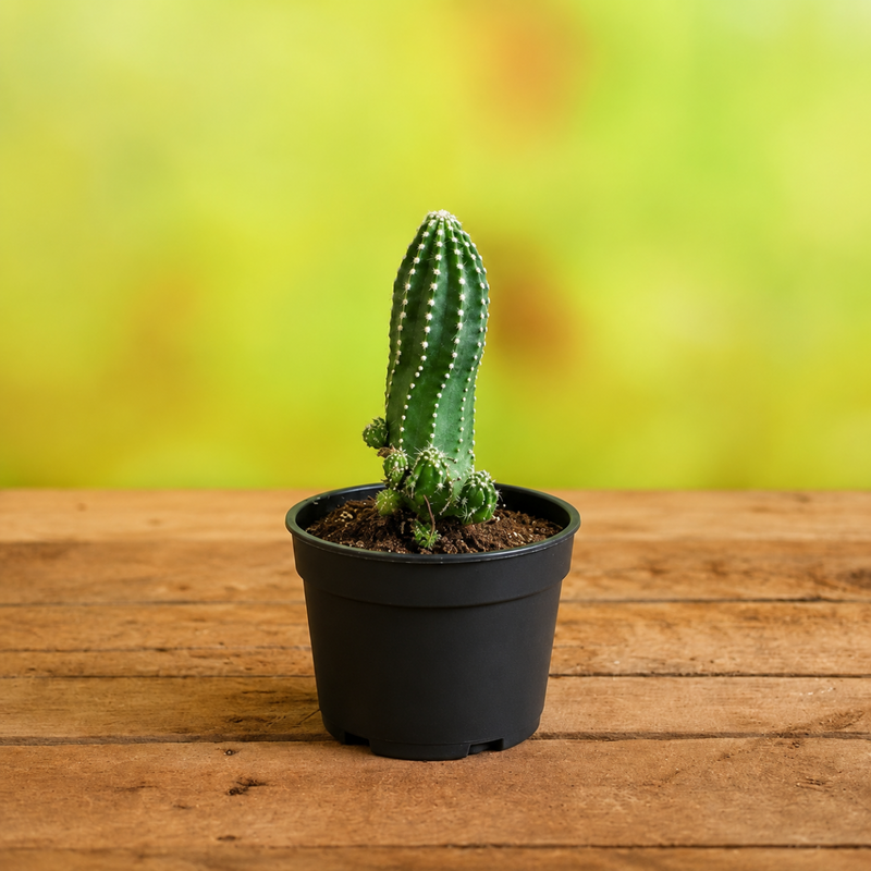Echinopsis Species - 3" Pot