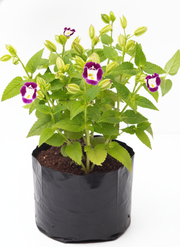 Wishbone Flower Mixed - 6" Grow bag