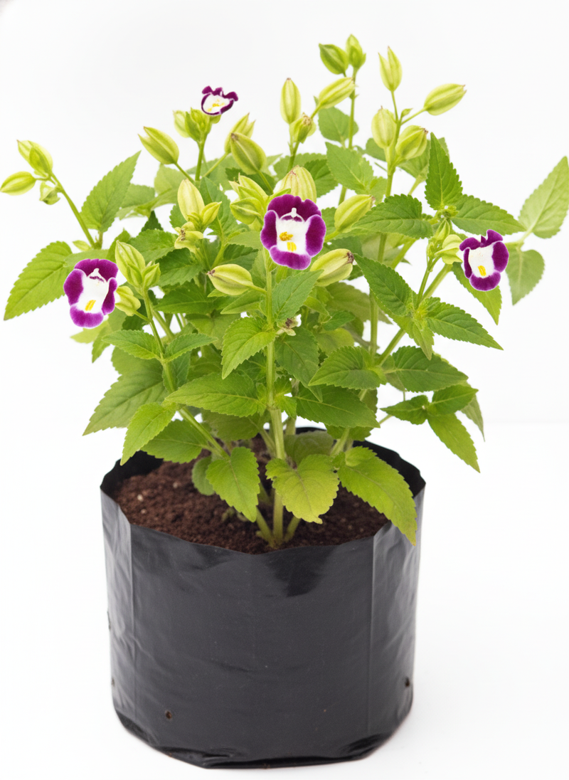Wishbone Flower Mixed - 6" Grow bag