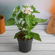 Pentas Mixed - 5" Pot