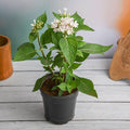 Pentas White - 5" Pot