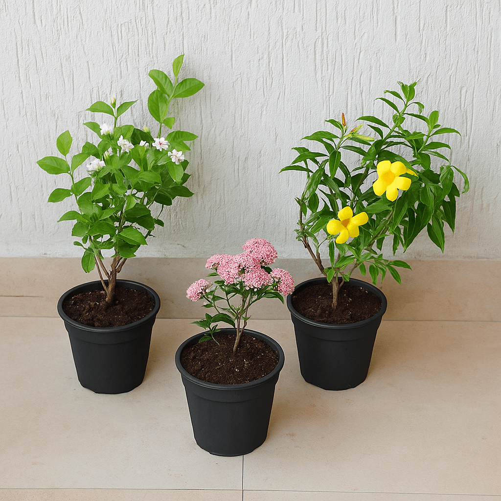 Set of 3 Outdoor Flowering Plants for Beautiful Garden