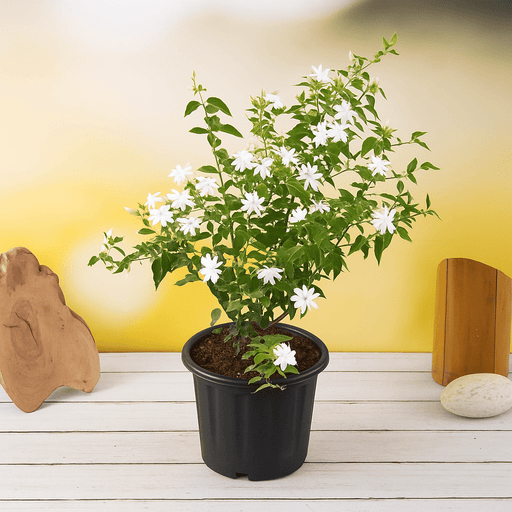 Kunda - 6" Pot