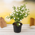 Kunda - 7" Pot