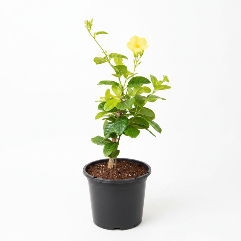 Golden Trumpet Yellow - 6" Pot