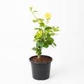Golden Trumpet Yellow - 8" Pot