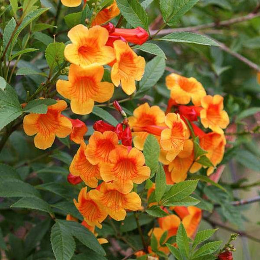 Tecoma Shrub Orange - 10" Grow bag