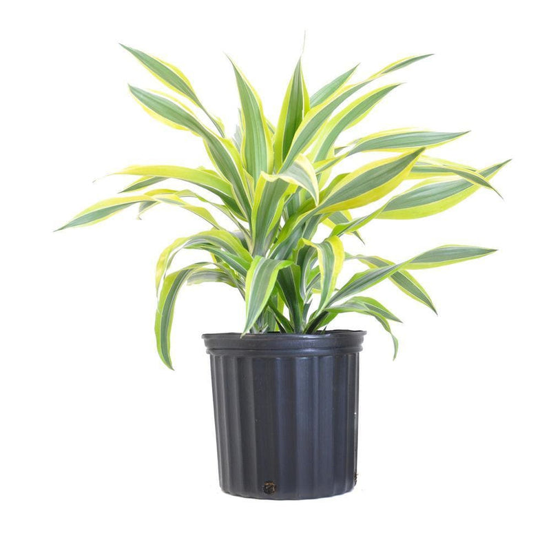 Dracaena Lemon Lime - 6" Pot