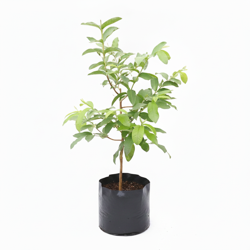 Guava White  Grown Through Seed Any Variety - 6" Grow bag
