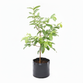 Guava White - 10" Grow bag