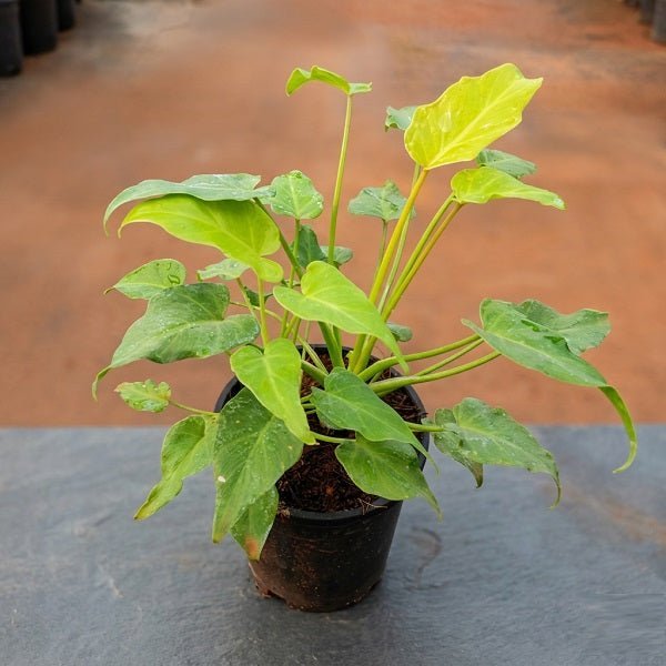 Philodendron xanadu Green Golden - 4" Pot