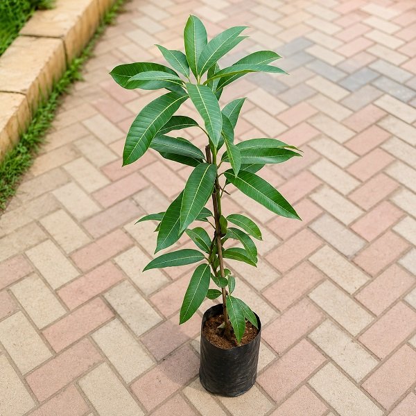 Mango Tree (Grown through seed) - 10" Grow bag