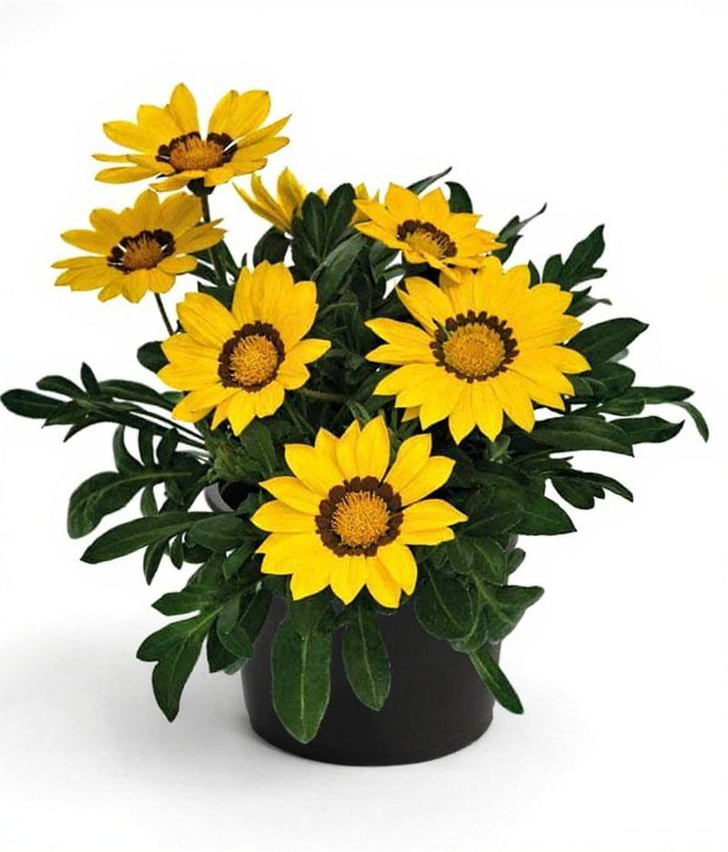 Gazania Yellow - 6" Grow bag