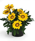 Gazania Yellow - 5" Pot