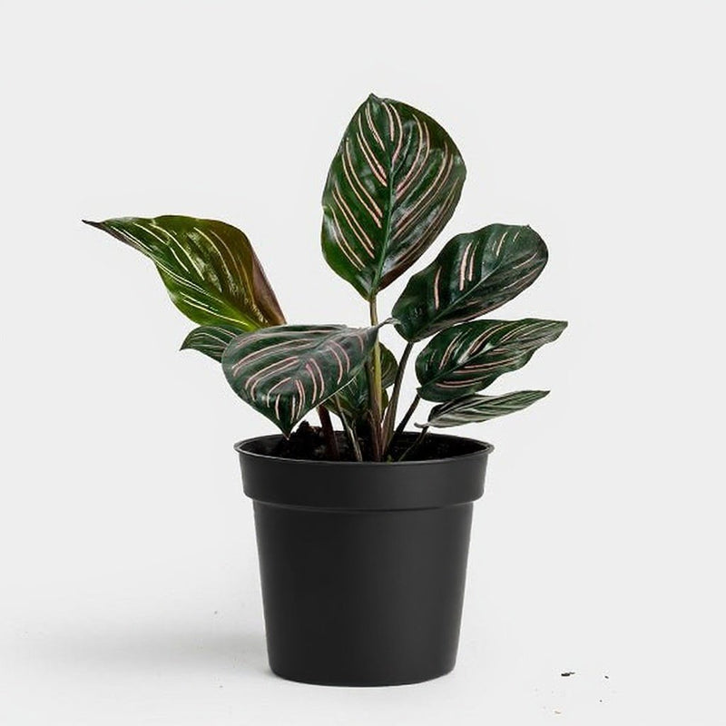 Calathea ornata pinstripe - 5" Pot