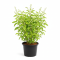 Rama Tulsi - 5" Pot