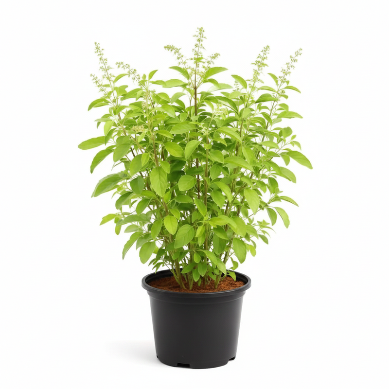 Rama Tulsi - 8" Pot