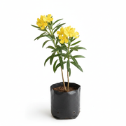Oleander Mixed - 10" Grow bag