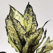Aglaonema Snow White - 4" Pot