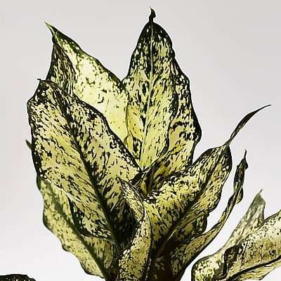 Aglaonema Snow White - 5" Pot