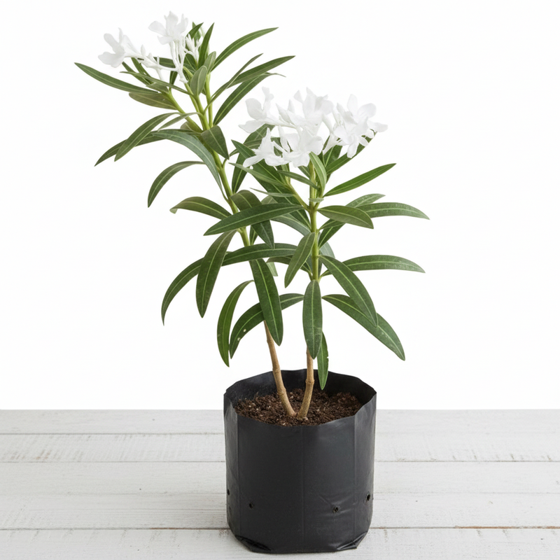Oleander Mixed - 10" Grow bag