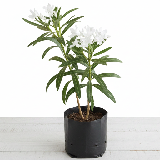 Oleander White - 10" Grow bag