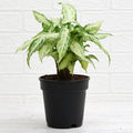 Syngonium podophyllum Mini Pixie - 5" Pot
