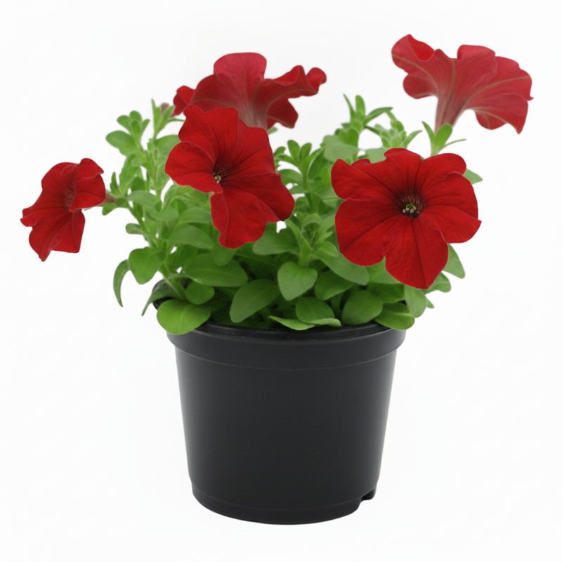 Petunia Red - 6" Pot