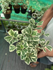 Triangle Fig Variegated - 6" Pot