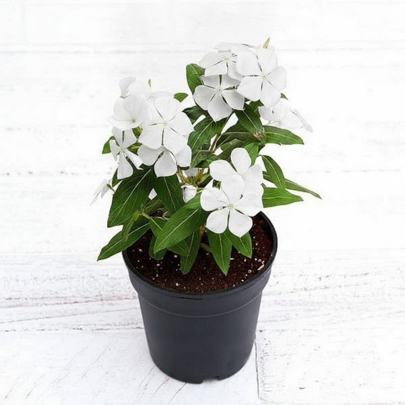Periwinkle Mixed - 5" Pot