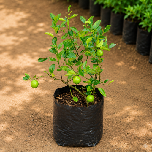 Lemon Grafted - 10" Grow bag